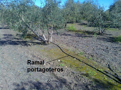 Resultado de imagen para riego localizado olivar